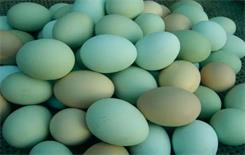 绿壳鸡蛋是什么鸡生的